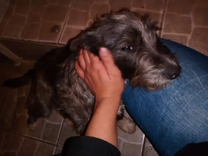 Cachorro ra a MESTIÇA DE SCHNAUZER idade 2 anos nome LOLA