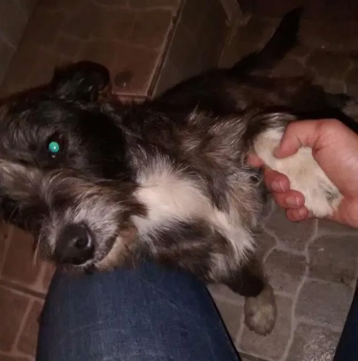 Cachorro ra a MESTIÇA DE SCHNAUZER idade 2 anos nome LOLA