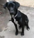 neguinho