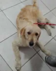 Belinha 