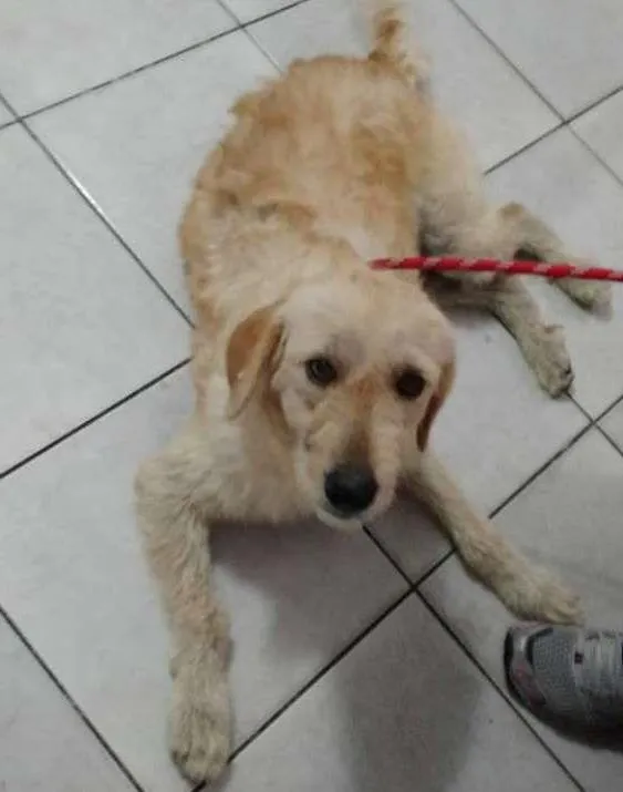 Cachorro ra a Mix de poodle idade 2 anos nome Belinha 