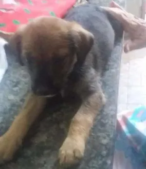 Cachorro raça Vira lata idade Abaixo de 2 meses nome Poli e tor