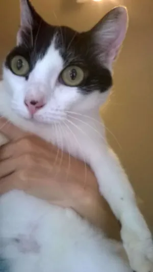 Gato raça srd idade 1 ano nome Branca