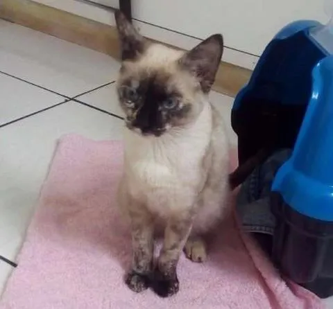 Gato ra a SRD idade 2 a 6 meses nome Kimi