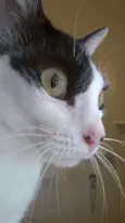 Branca