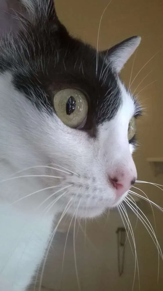 Gato ra a srd idade 1 ano nome Branca