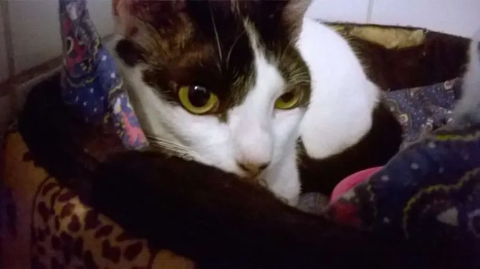 Gato ra a srd idade 1 ano nome Branca