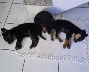 Cachorro raça SRD idade 2 a 6 meses nome *