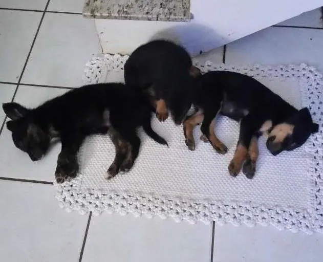 Cachorro ra a SRD idade 2 a 6 meses nome *