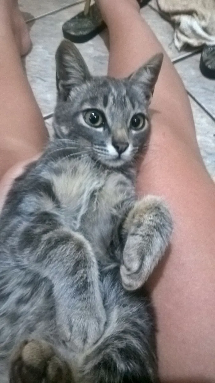 Gato ra a  idade 2 a 6 meses nome Frederico