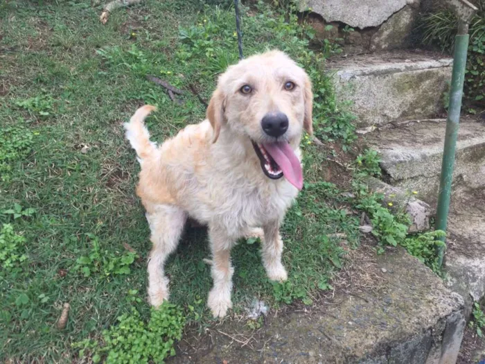 Cachorro ra a Mix de poodle idade 2 anos nome Belinha 