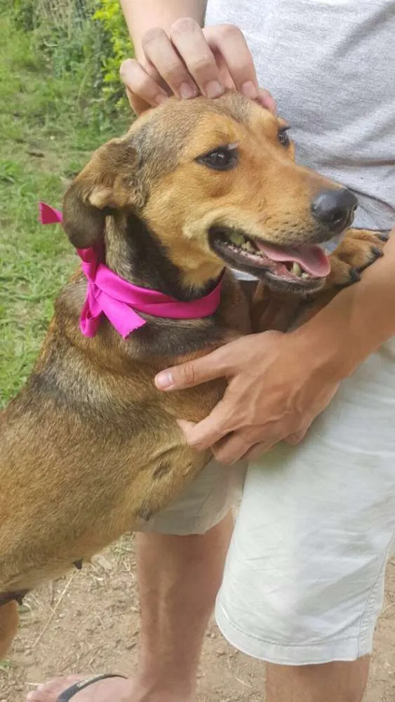 Cachorro ra a SRD idade 2 anos nome Frida
