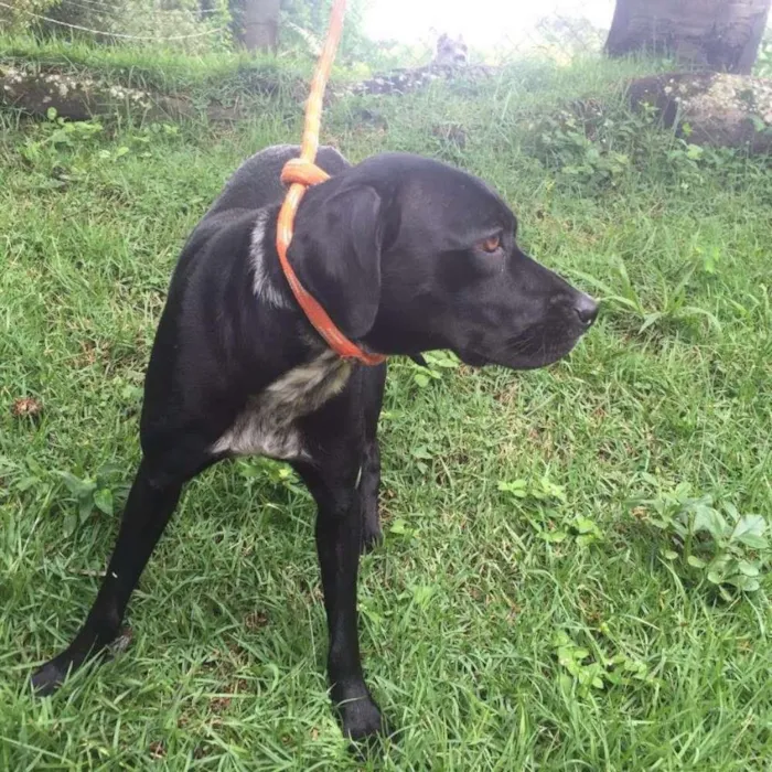 Gato ra a Mix de Labrador idade 2 anos nome Lindinha
