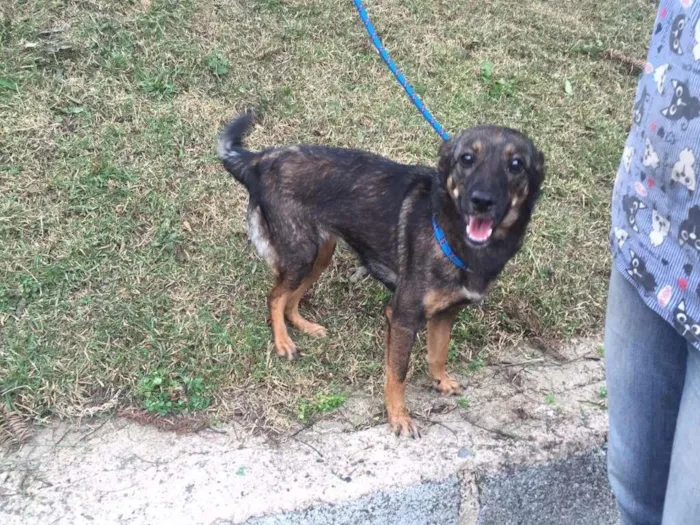 Cachorro ra a SRD idade 7 a 11 meses nome Bel