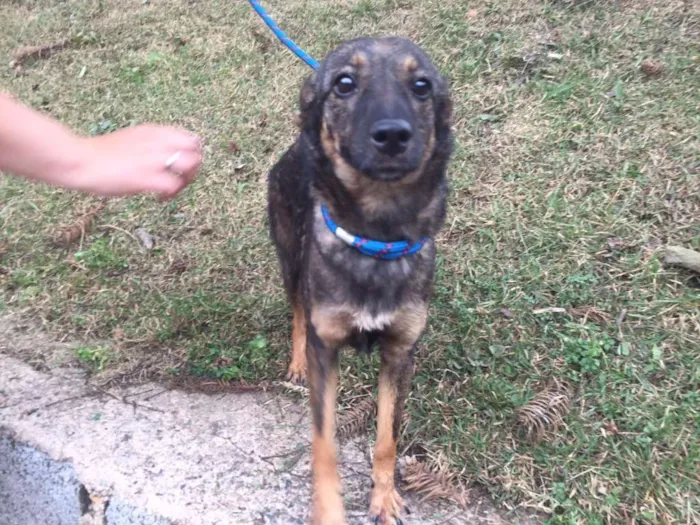 Cachorro ra a SRD idade 7 a 11 meses nome Bel