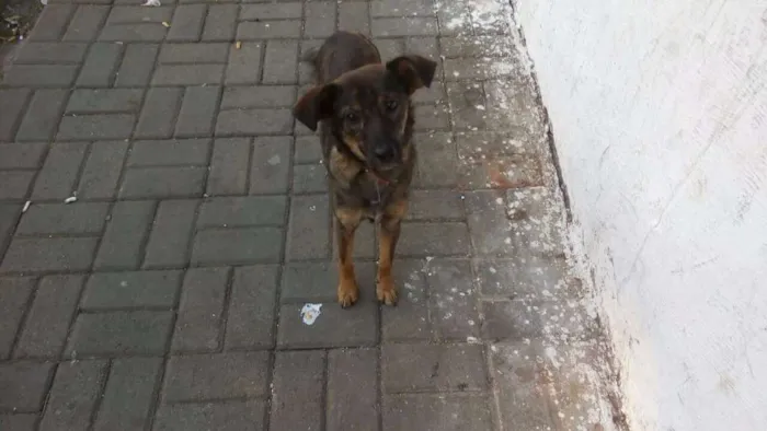 Cachorro ra a SRD idade 7 a 11 meses nome Bel
