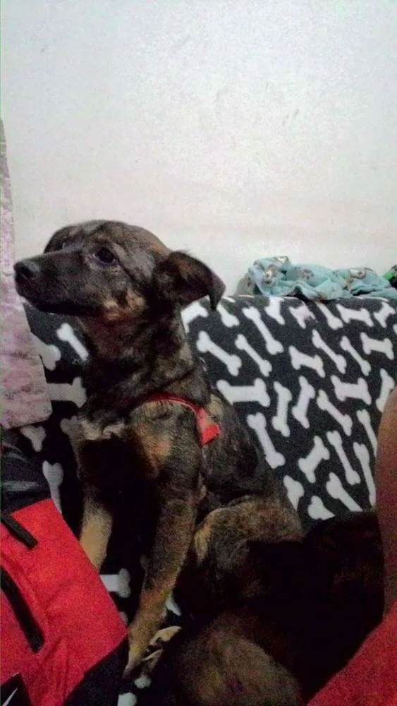 Cachorro ra a SRD idade 7 a 11 meses nome Bel