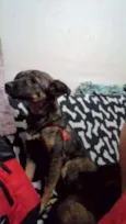 Bel