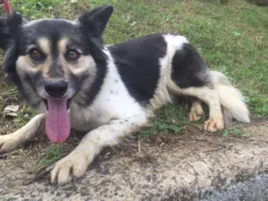 Cachorro raça SRD idade 5 anos nome Lalinha