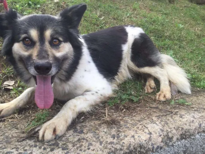 Cachorro ra a SRD idade 5 anos nome Lalinha