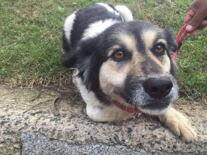 Cachorro ra a SRD idade 5 anos nome Lalinha