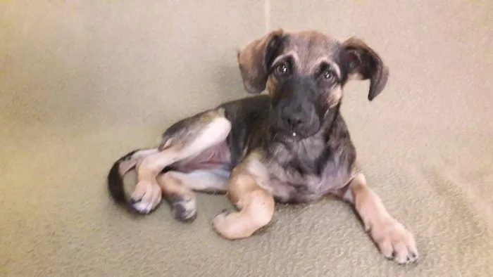 Cachorro ra a vira latas idade 2 a 6 meses nome Baleia