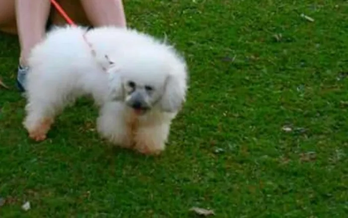 Cachorro ra a Poodle idade 4 anos nome Kadu