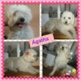 ÁGATHA