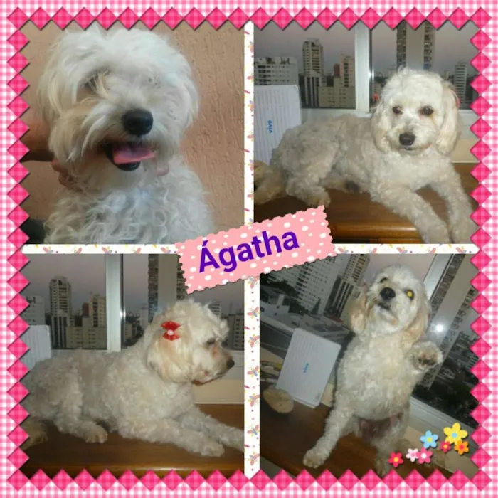 Cachorro ra a srd/poodle idade 2 anos nome ÁGATHA