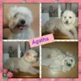 ÁGATHA