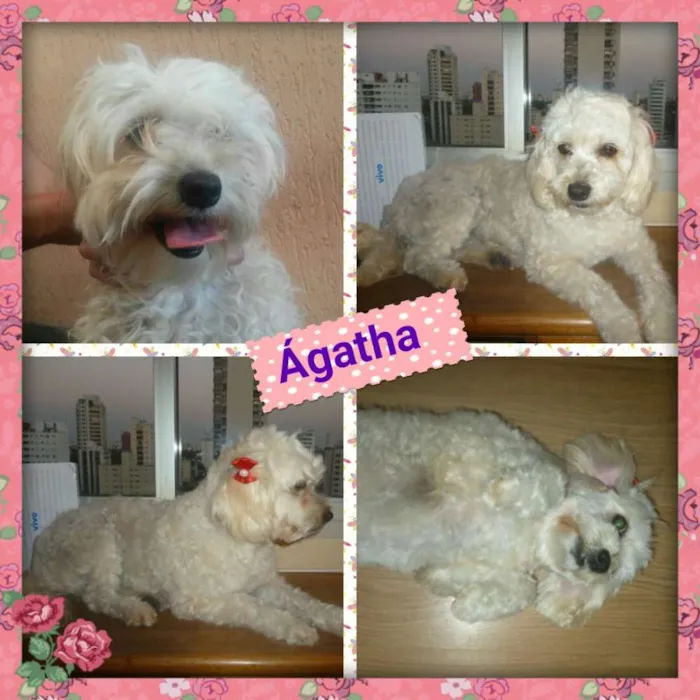 Cachorro ra a srd/poodle idade 2 anos nome ÁGATHA