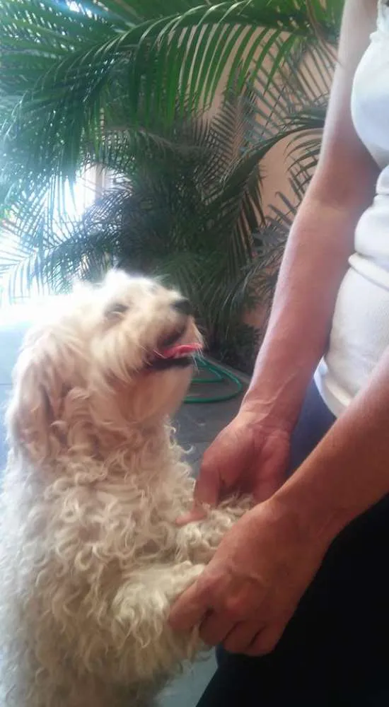 Cachorro ra a srd/poodle idade 2 anos nome ÁGATHA