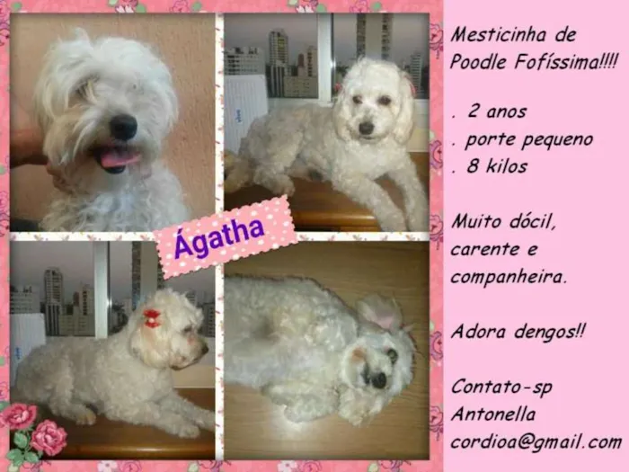 Cachorro ra a srd/poodle idade 2 anos nome ÁGATHA