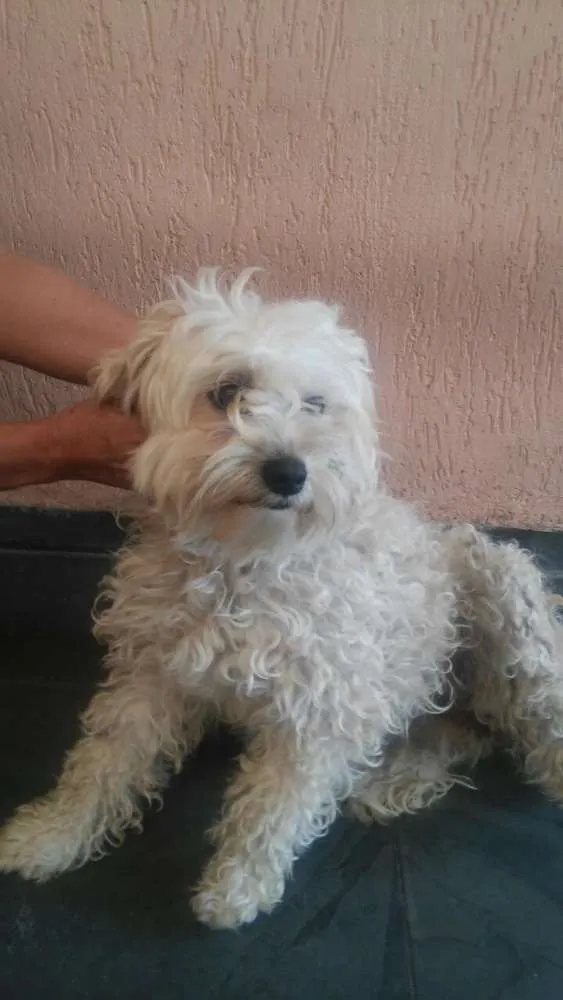 Cachorro ra a srd/poodle idade 2 anos nome ÁGATHA