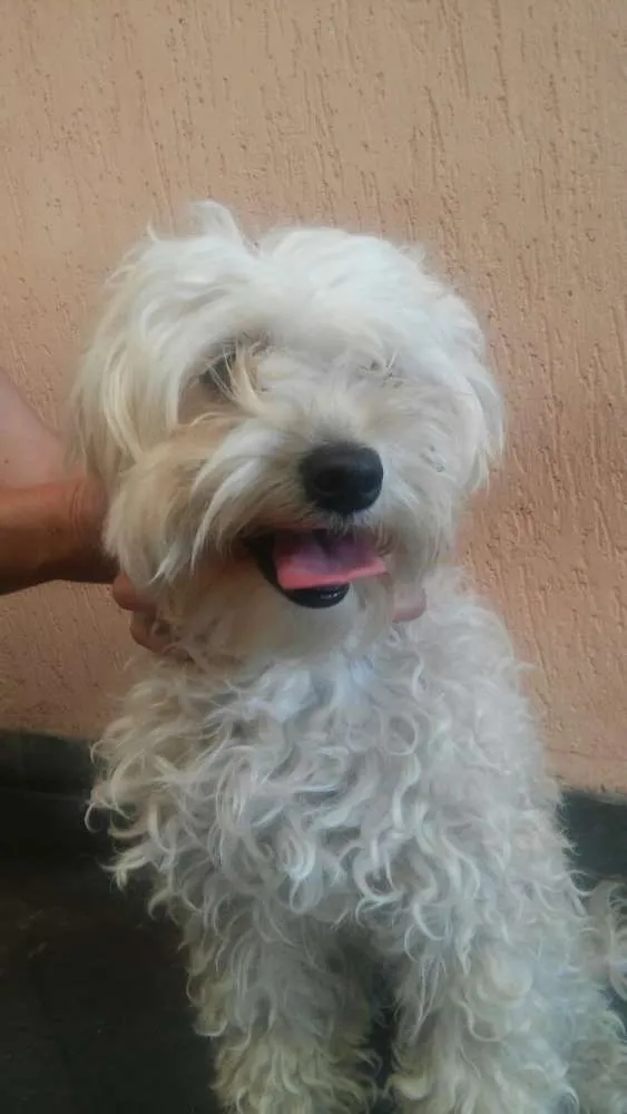 Cachorro ra a srd/poodle idade 2 anos nome ÁGATHA