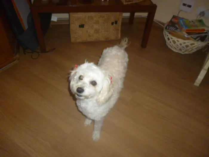 Cachorro ra a srd/poodle idade 2 anos nome ÁGATHA