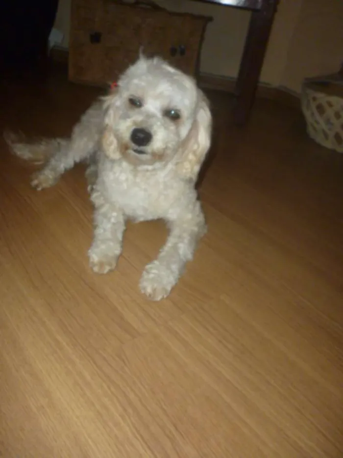 Cachorro ra a srd/poodle idade 2 anos nome ÁGATHA