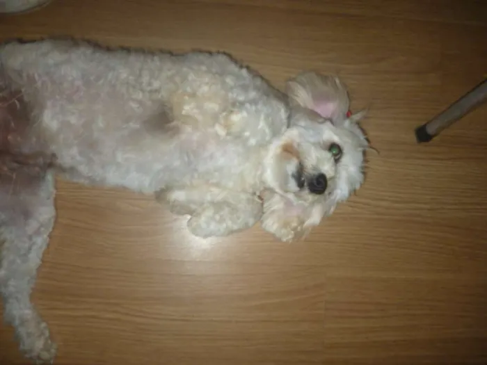 Cachorro ra a srd/poodle idade 2 anos nome ÁGATHA