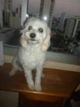 ÁGATHA