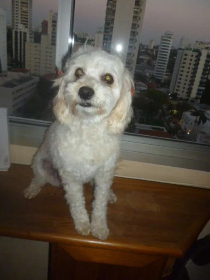 Cachorro ra a srd/poodle idade 2 anos nome ÁGATHA