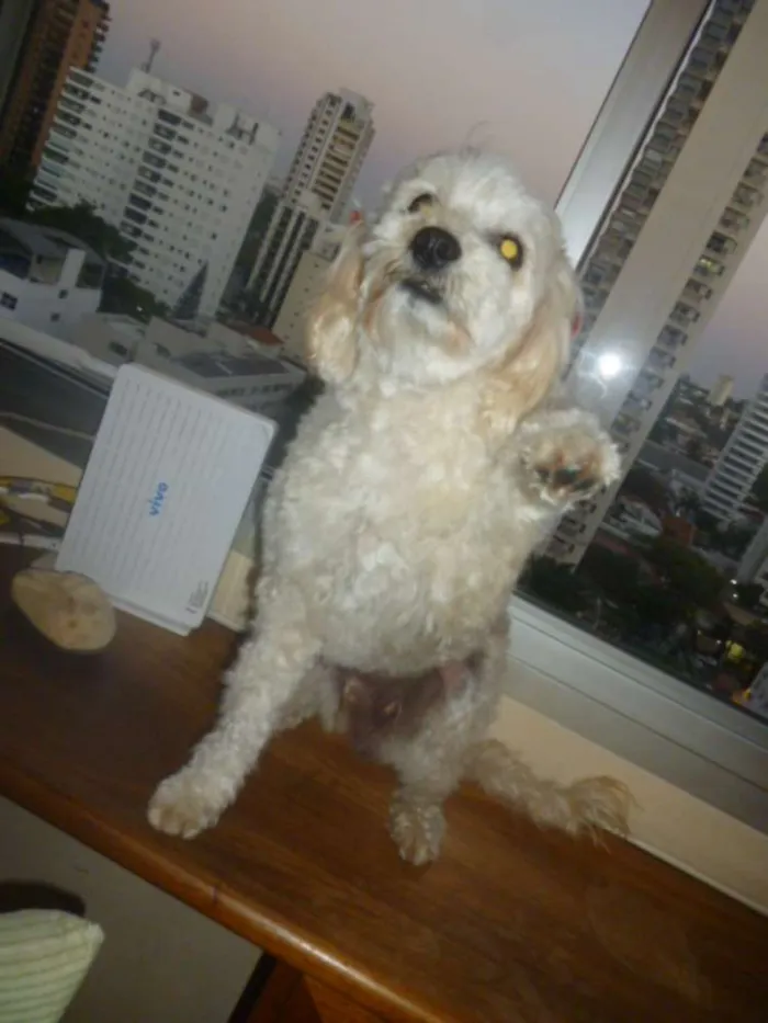 Cachorro ra a srd/poodle idade 2 anos nome ÁGATHA