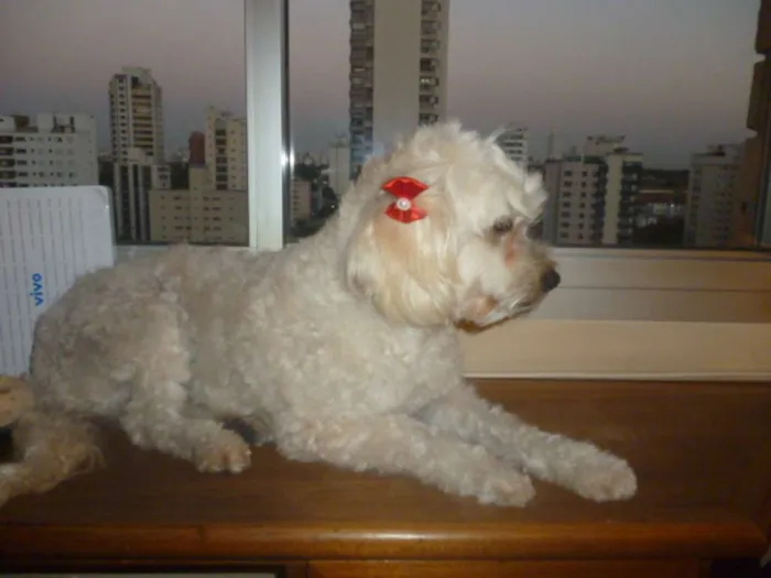 Cachorro ra a srd/poodle idade 2 anos nome ÁGATHA