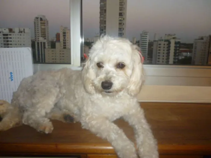 Cachorro ra a srd/poodle idade 2 anos nome ÁGATHA