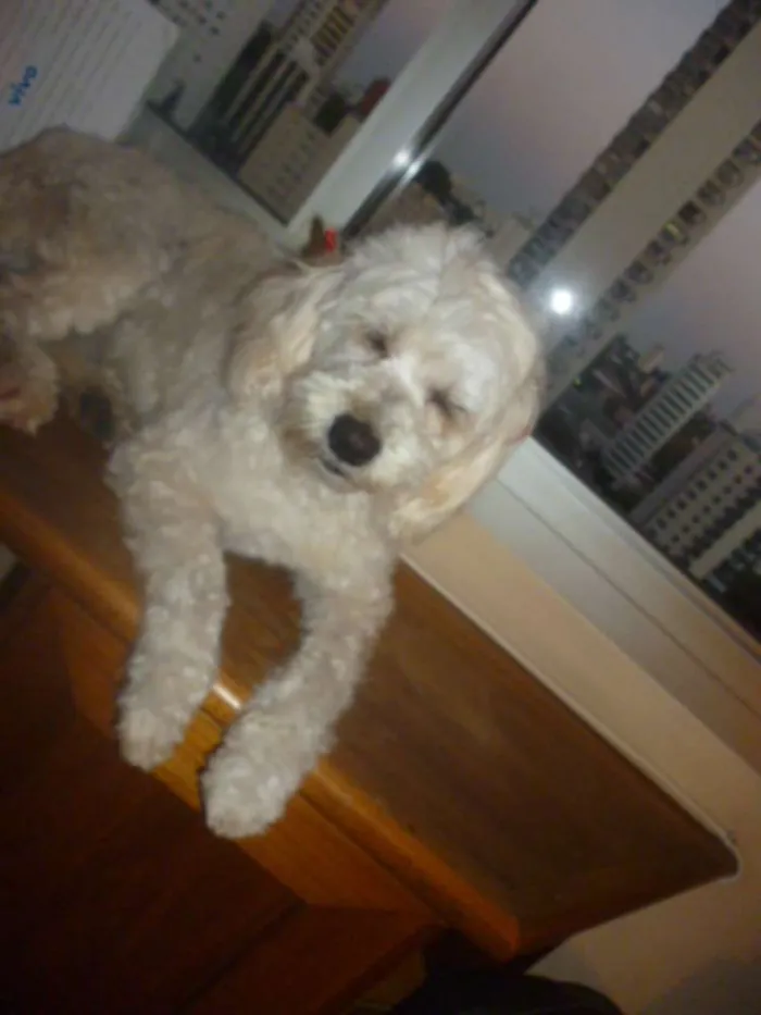Cachorro ra a srd/poodle idade 2 anos nome ÁGATHA