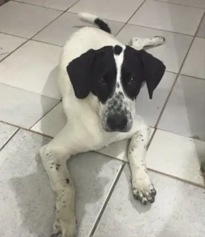 Cachorro raça SRD idade 1 ano nome Nala