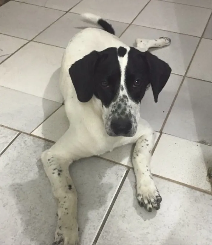 Cachorro ra a SRD idade 1 ano nome Nala