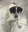 Cachorro raça SRD idade 1 ano nome Nala