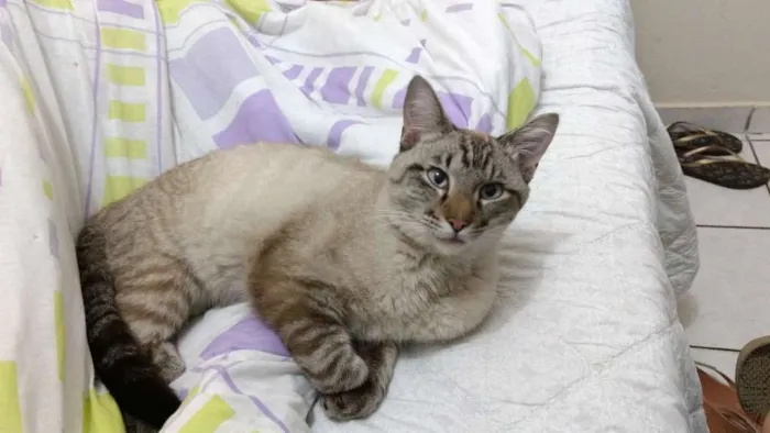 Gato ra a Siames idade 7 a 11 meses nome Theo
