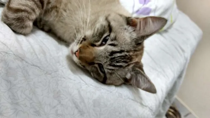 Gato ra a Siames idade 7 a 11 meses nome Theo