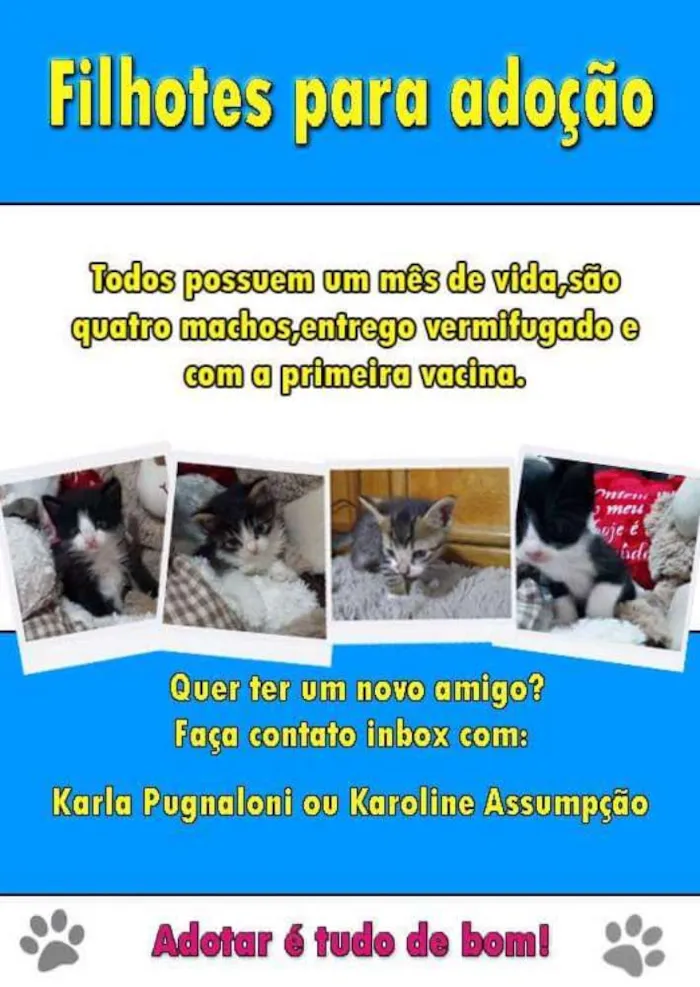 Gato ra a Srd idade Abaixo de 2 meses nome Gatinhos